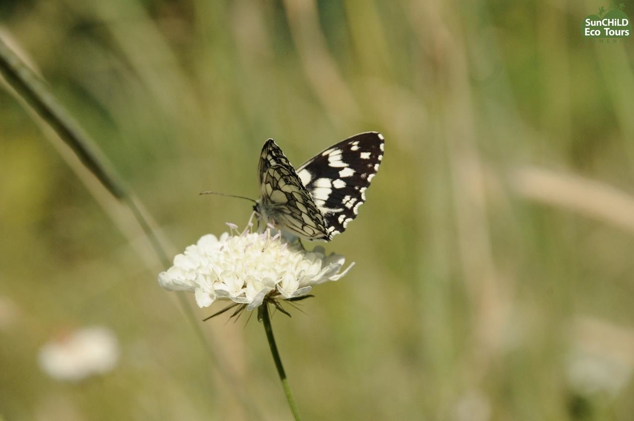 Отель Eco Lodge in the Caucasus Wildlife Refuge Urtsʼadzor-42